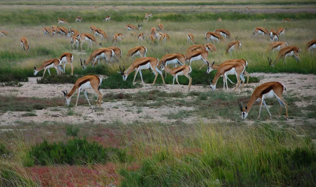 Etosha in Namibia