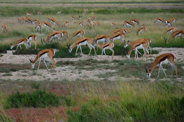 Etosha in Namibia