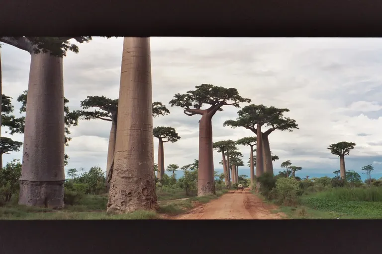 Avenue of the Baobabs in Madagascar