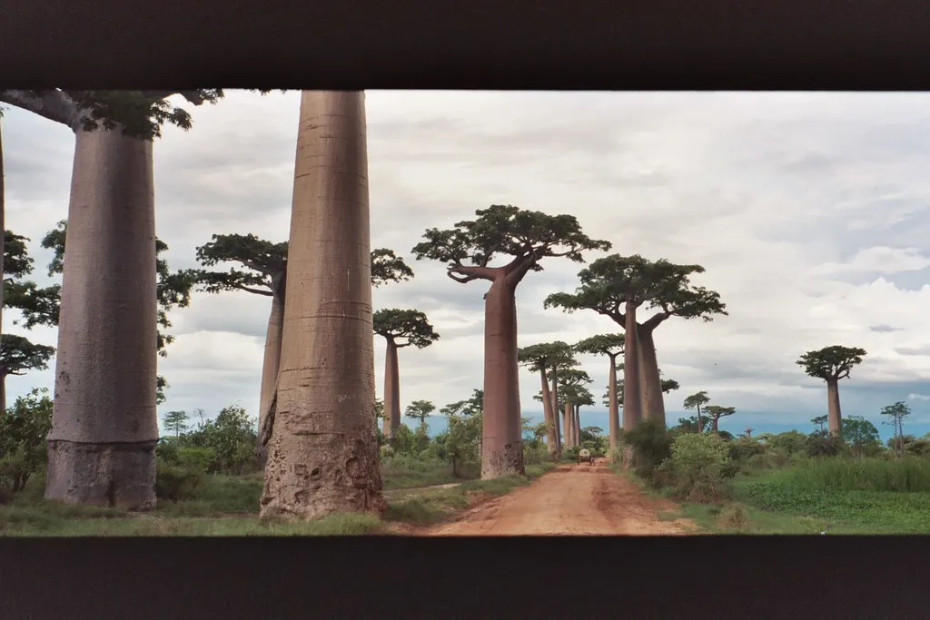 Avenue of the Baobabs in Madagascar