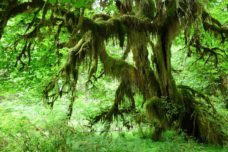 Olympic National Park in Washington State, USA