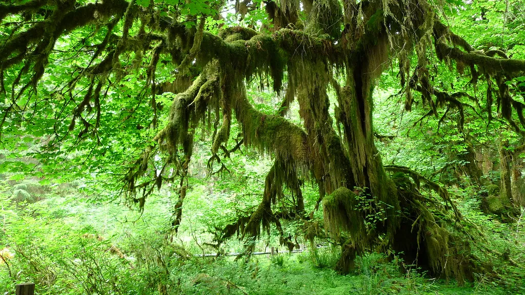 Olympic National Park in Washington State, USA