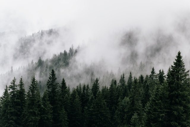 Fog drifting through a dense Carpathian forest