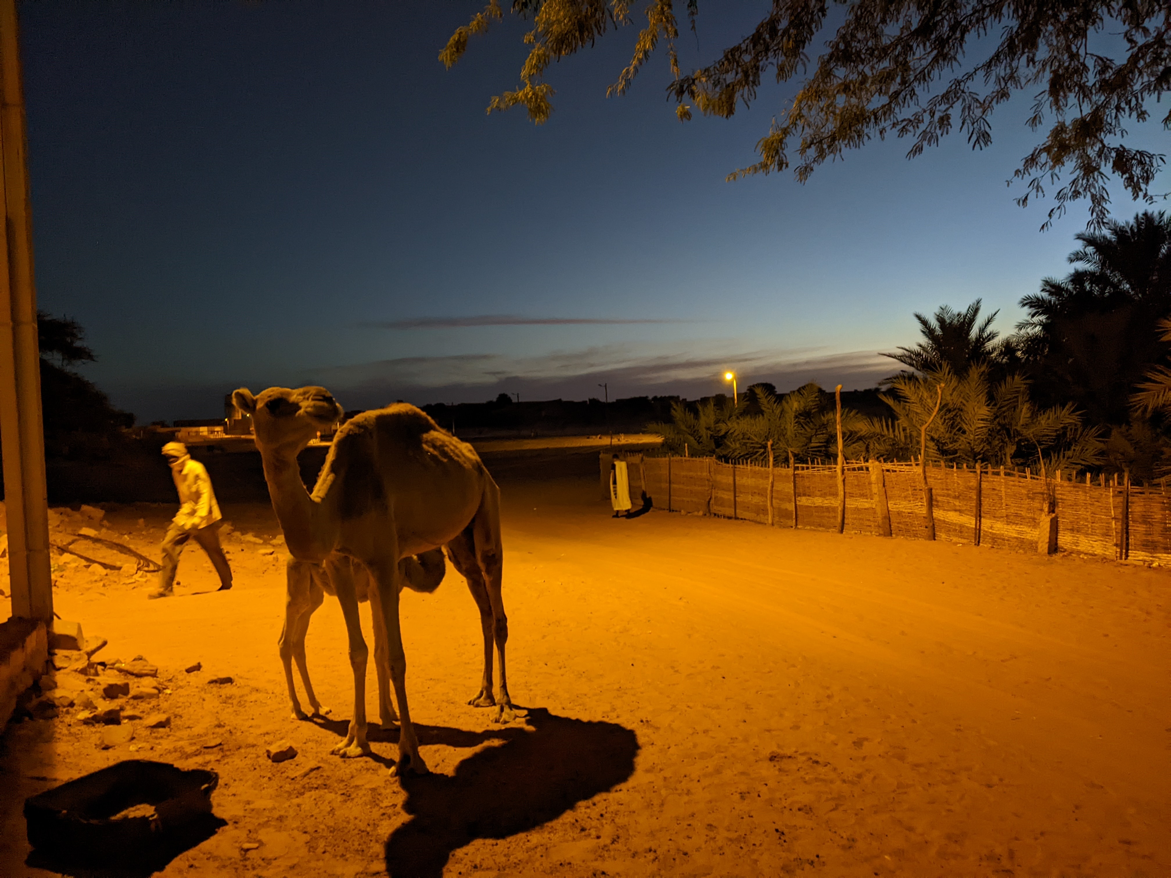 Camel and evening street scene near Chinguetti in Mauritania
