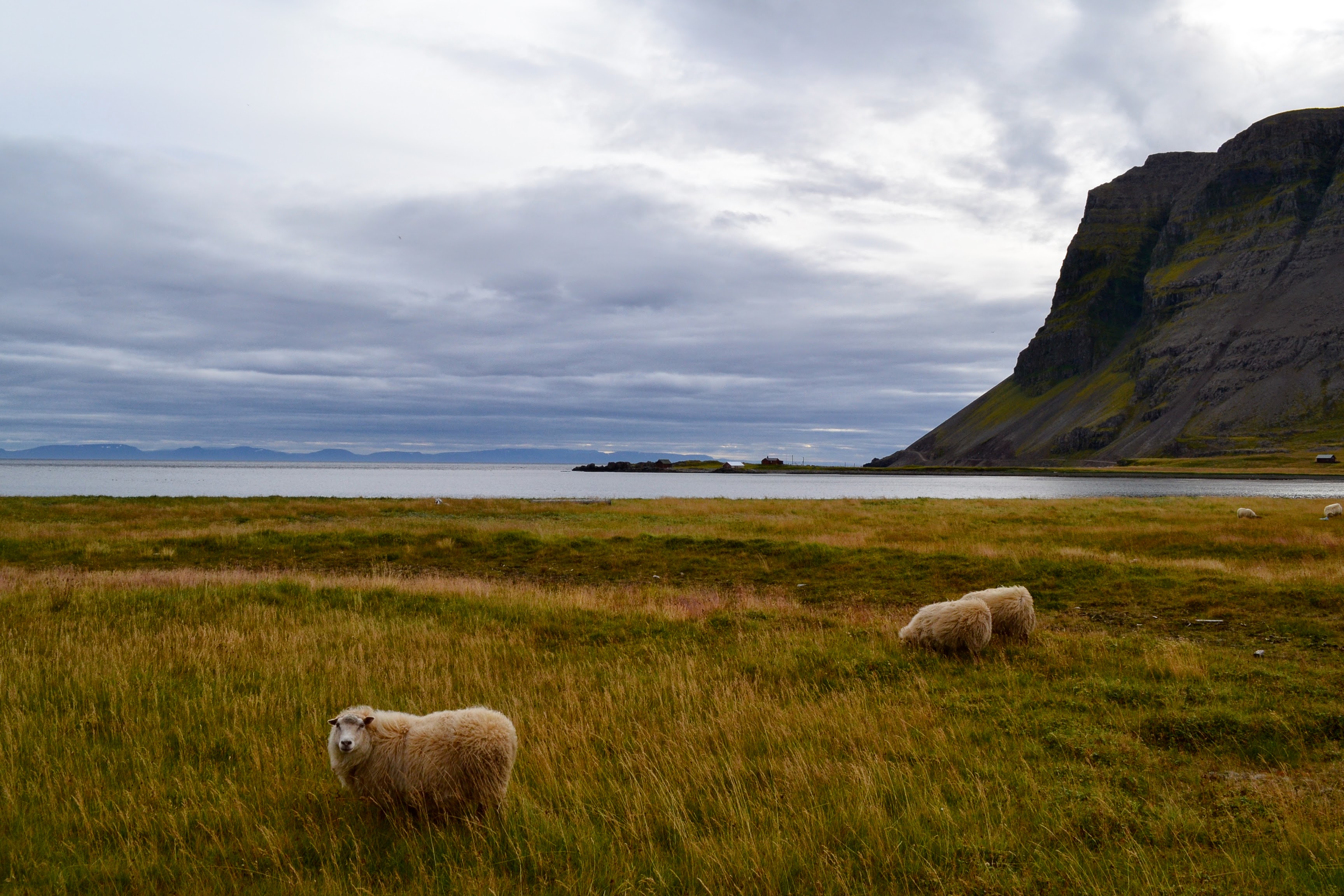 Icelandic coastal meadow with sheep below a steep mountain wall