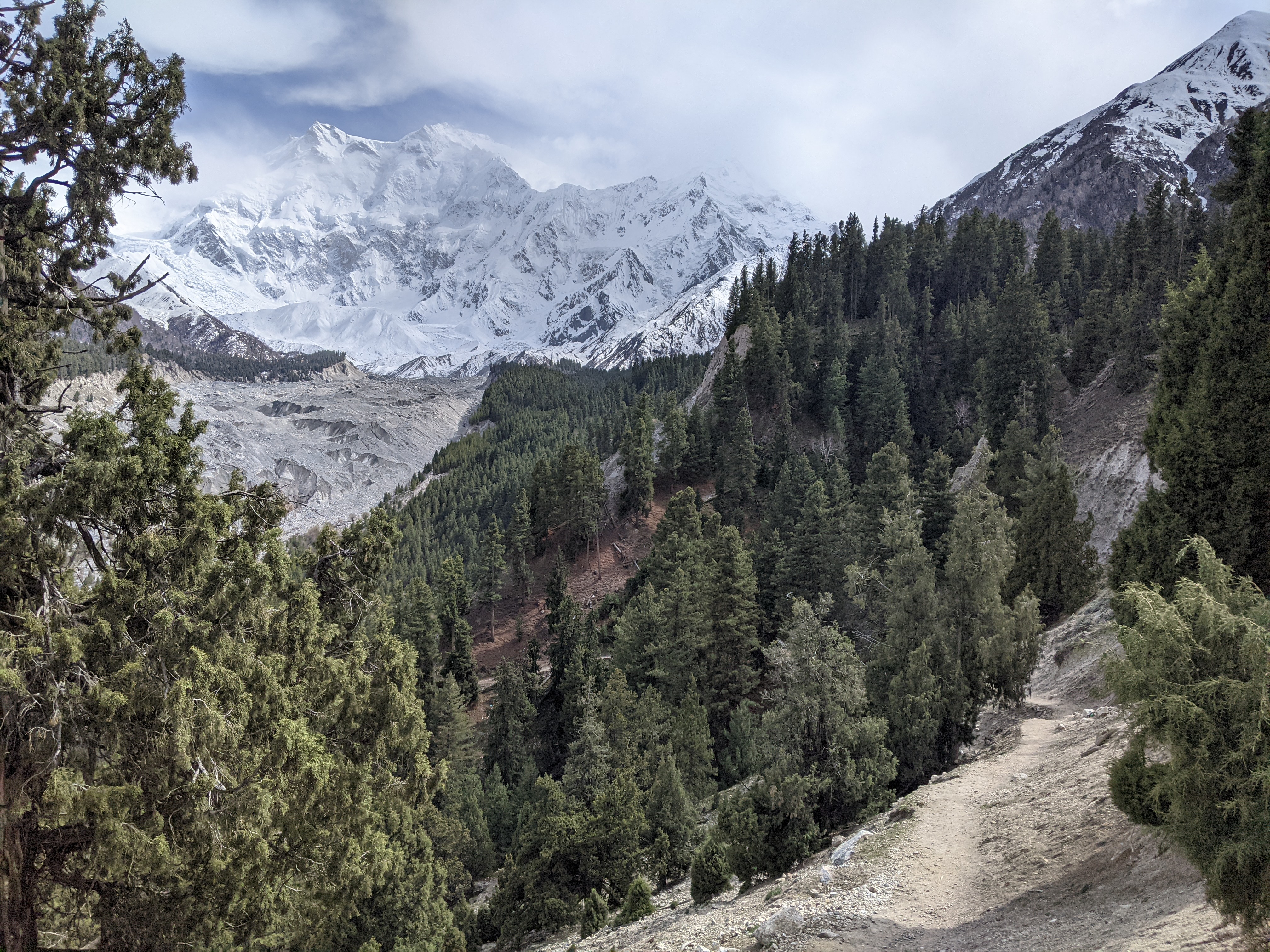 Forested mountain trail framed by pines with the snow summit of Nanga Parbat in the distance