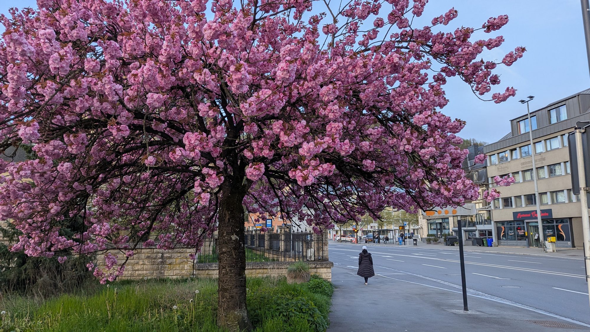 Pink double cherry blossom tree in full bloom beside a town street in spring