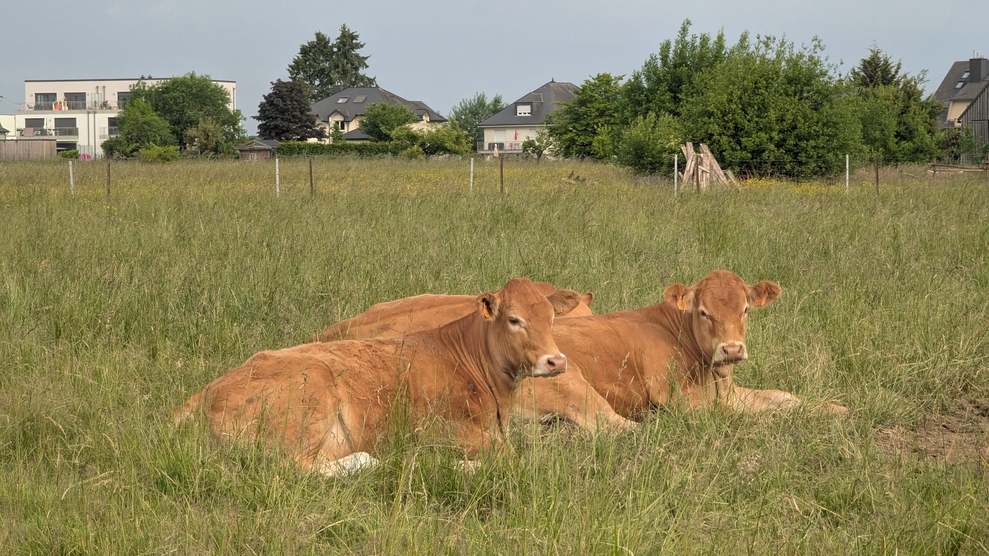 Two brown cows resting in a green Luxembourg meadow with village houses behind