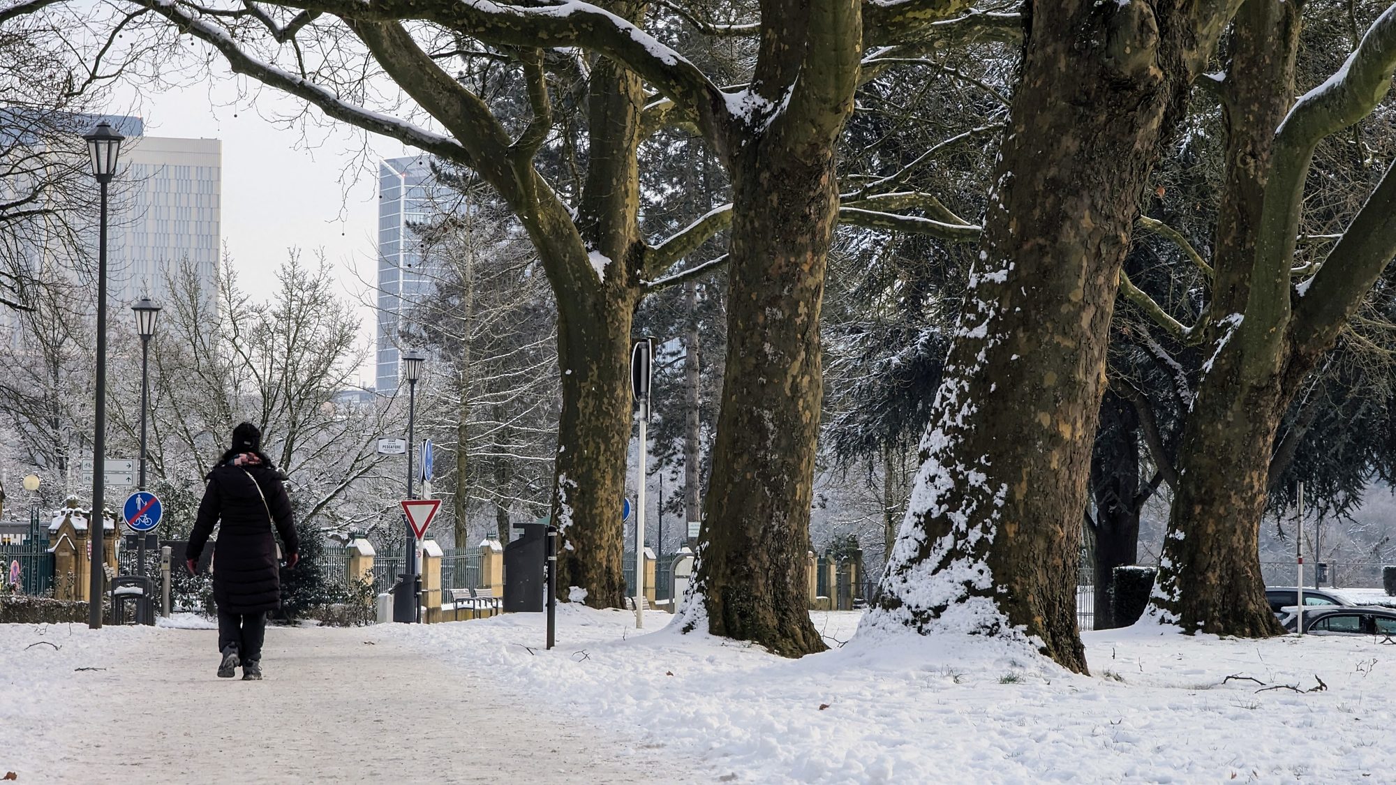 Snow-covered park path lined with bare plane trees, a person walking, and the city's modern towers behind in winter